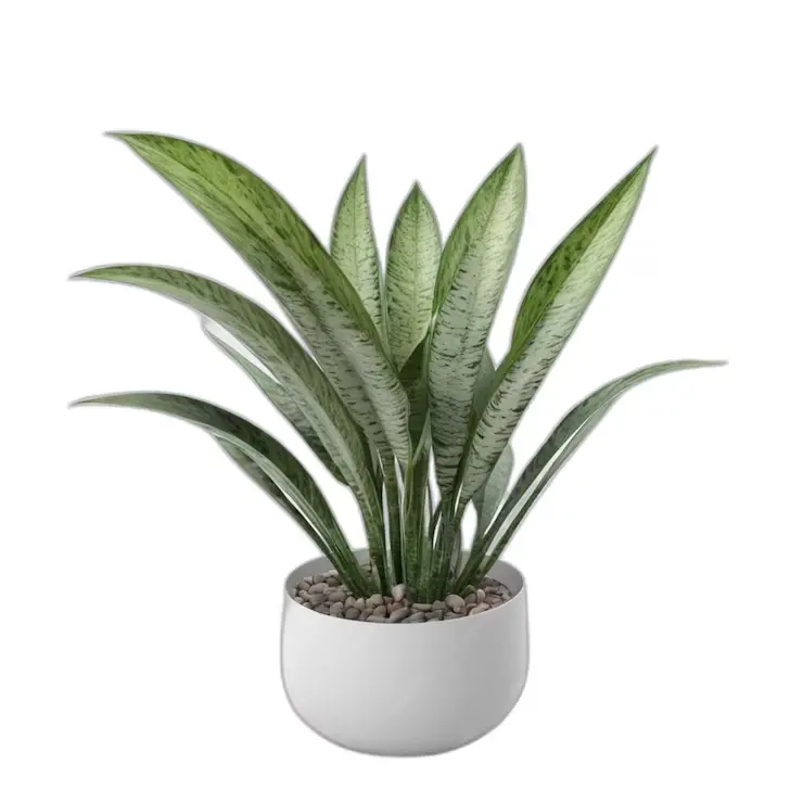 Snake Plant