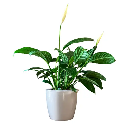 Peace Lily Plant