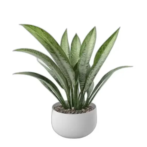 Snake Plant